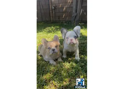 two french bulldog dogs sitting in grass